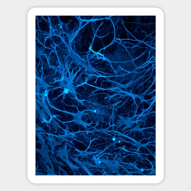 Stem cell-derived nerve cells (C014/8138) Sticker by SciencePhoto